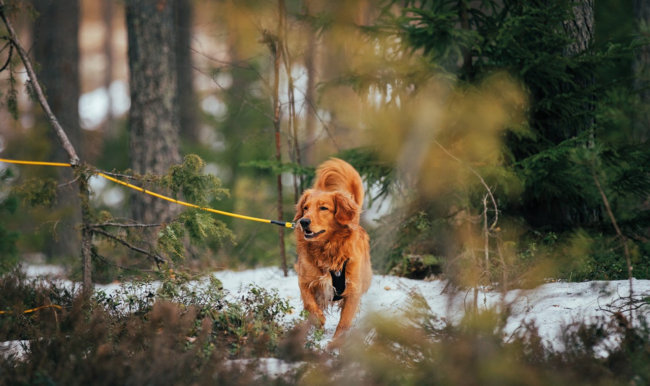 Kuvassa koira metsässä